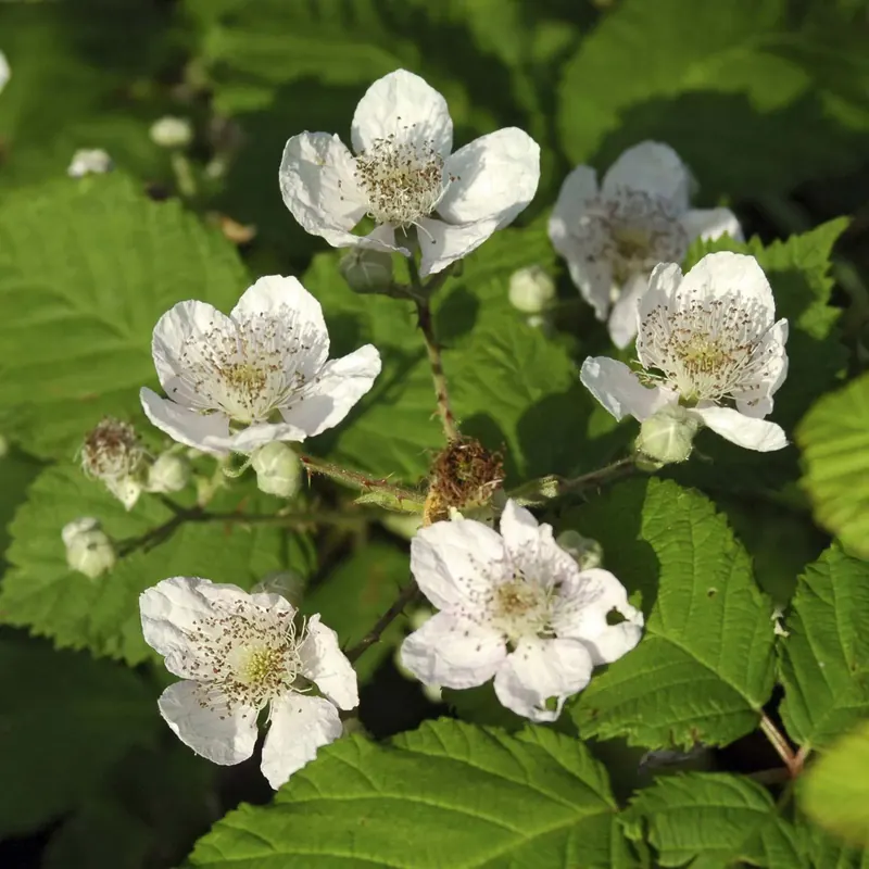 Forest Blackberry & Bramble Blooms