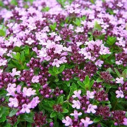 Medicinal Hill Herbs and Wild Thyme