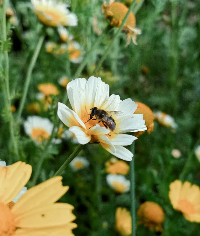 Indian honeybee foraging on wild blooming Himalayan mountain wildflowers for 100% natural nectar